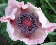 mohn rosa.webp