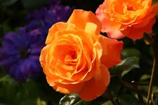IMG_3148.webp