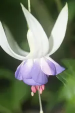 DSC03217.webp