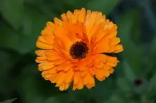 DSC03225.webp