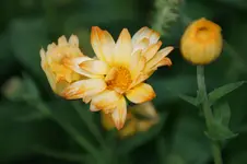 DSC03228.webp
