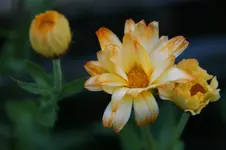DSC03233.webp