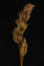 unbekannt4.webp