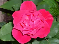 DSCI0989.webp