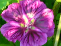 DSCI0993.webp