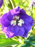 DSCI0996.webp