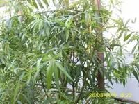 PIC_0020.webp