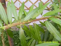 PIC_0022.webp