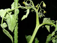 BILD1240.webp