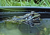 Deckelfrosch.webp