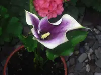26.06.2010 002.webp