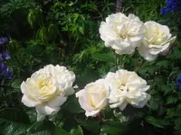 26.06.2010 008.webp