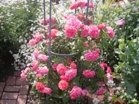 26.06.2010 018.webp