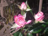 26.06.2010 021.webp