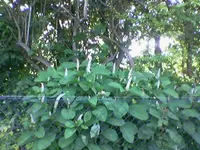 Foto(281).webp