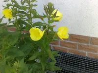 27062010773.webp