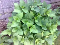 Hortensie 1.webp