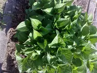 Hortensie3.webp