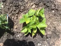Hortensie4.webp
