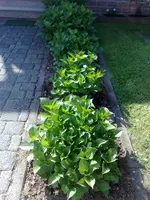 Hortensien 5.webp