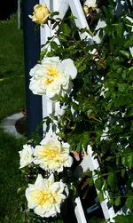 Alberic erste Blüten.webp