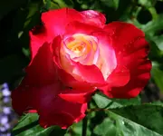 Blüte früh morgens.webp