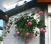 Jasmina in Blüte.webp