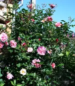 in Blüte.webp