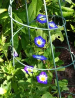 blaue Prunkwinde.webp