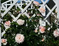 PL immer mehr Blüten.webp