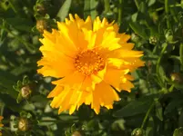 Garten 042.webp