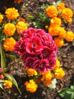 Garten 045.webp