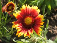 Garten 049.webp