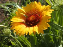 Garten 050.webp