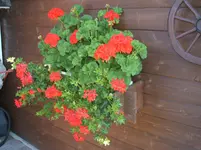 Garten 053.webp