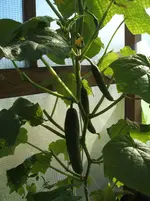 Garten 055.webp