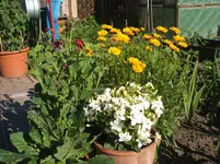 Garten 056.webp