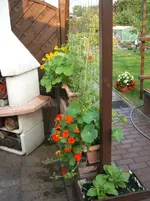 Garten 064.webp