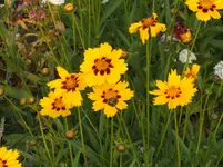 Garten 065.webp