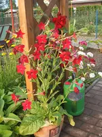 Garten 066.webp