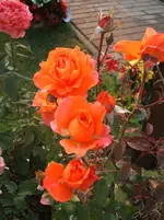 Garten 067.webp