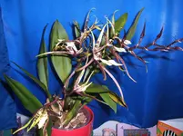 Orchideen 052.webp