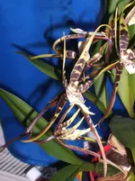 Orchideen 053.webp