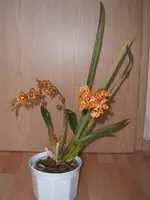 Orchideen 060.webp