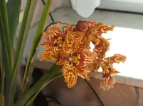 Orchideen 056.webp