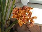 Orchideen 056.jpg