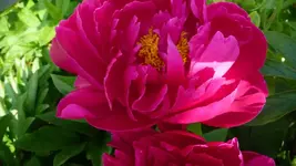 K800_27.Juni 001.webp