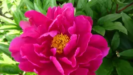 K800_27.Juni 003.webp