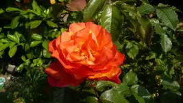 K800_Westerland.webp