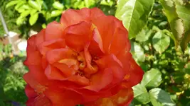 K800_Westerland2.webp